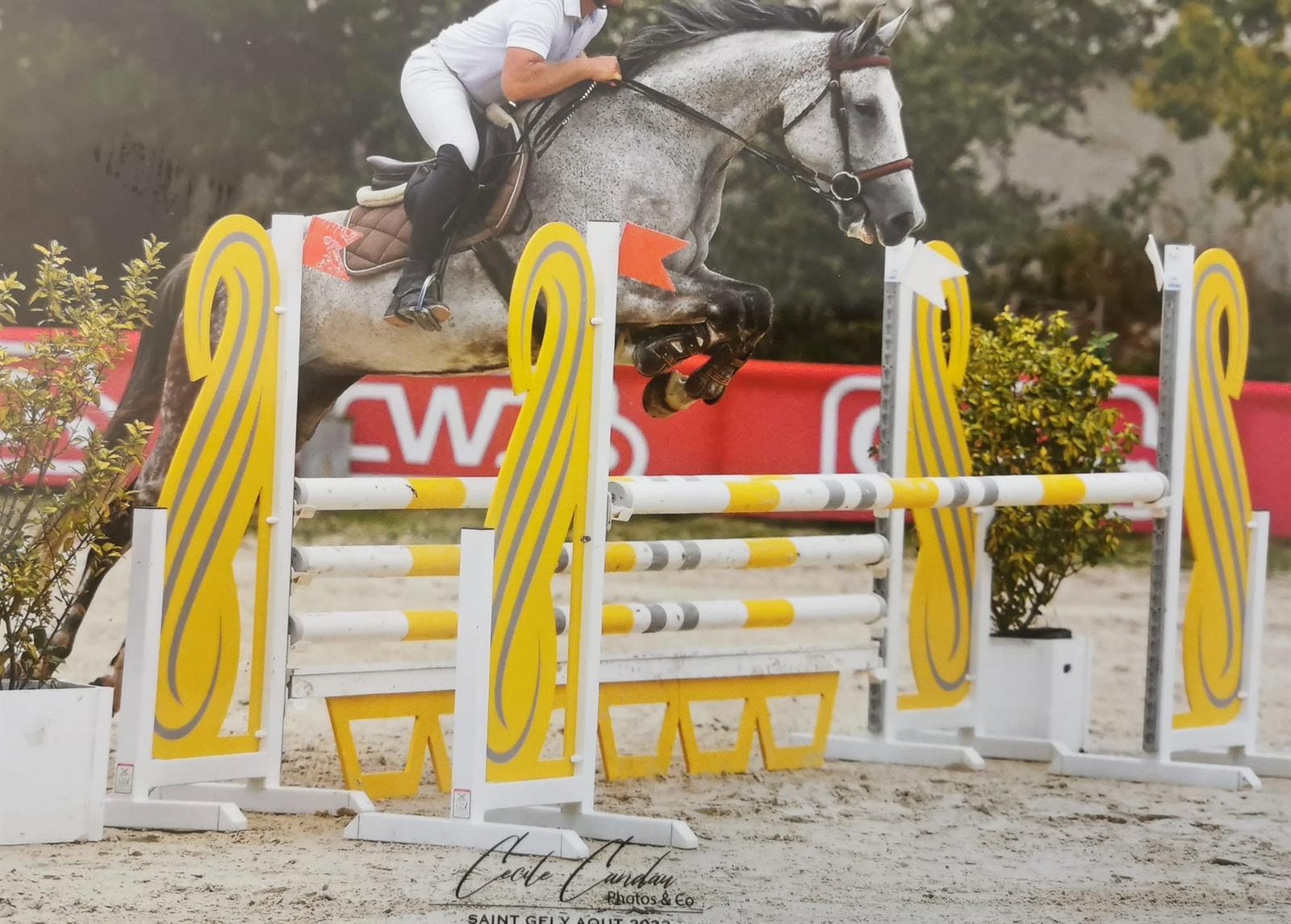 Cheval franchissant un obstacle lors d'un concours de saut avec un cavalier du Haras de l'Olympe
