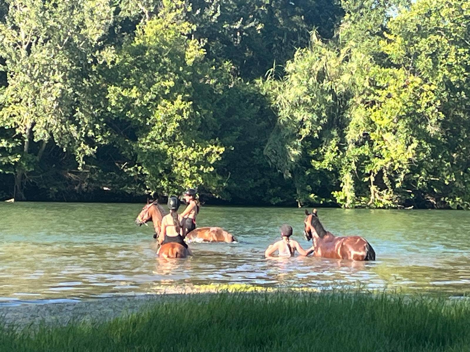 Cavaliers et chevaux en baignade lors d'une sortie organisée par le club