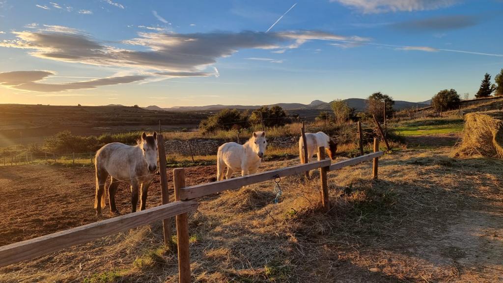 Chevaux au pré au coucher du soleil au Haras de l'Olympe