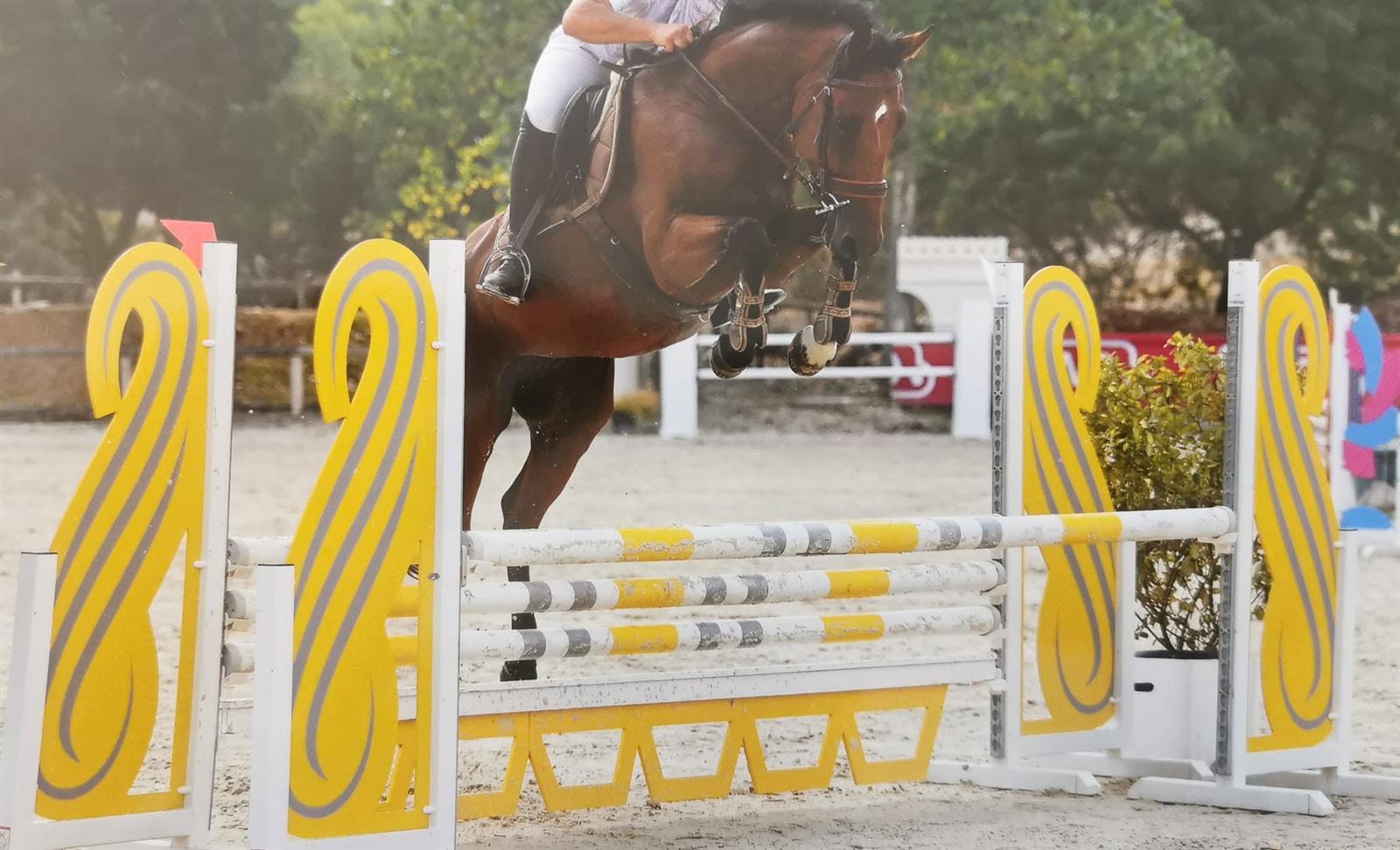 Cheval du Haras de l'Olympe à l'obstacle
